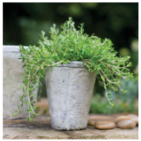 Antique White Tall Pot