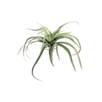 12.5" Medium Tillandsia