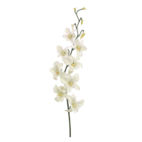 30" Cream & White Dendrobium