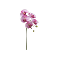 28” Phalaenopsis Spray