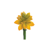 4" Yellow Echeveria