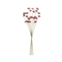 25" Daisy Bundle