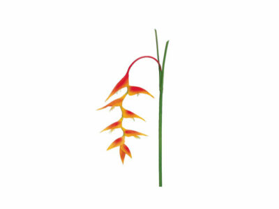 Heliconia Hanging Spray, artificial plants, home store barbados, decor